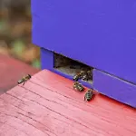 酒店 Western Premier Airporthotel Berlin 4*